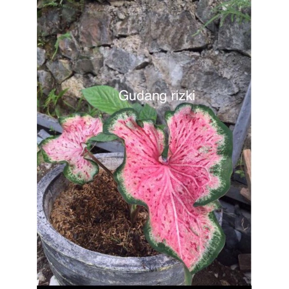 KELADI PINK RATANA