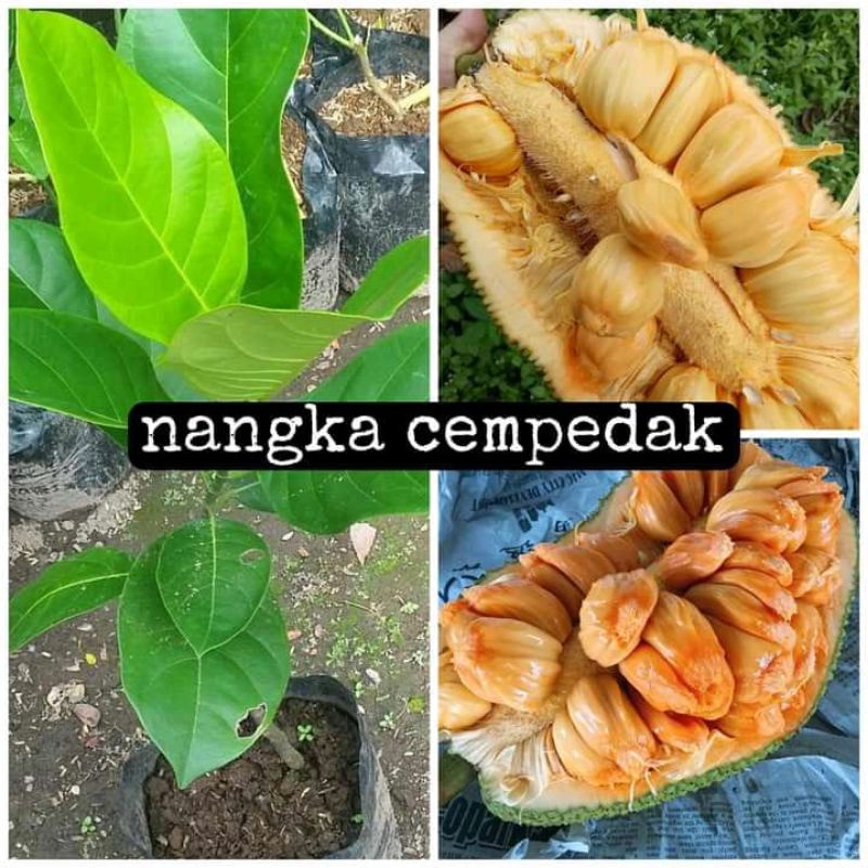 bibit nangka cempedak