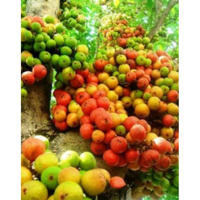 

Buah gondang 1kg atau kondang segar siap petik