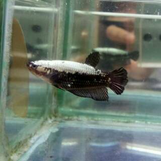 45 Gambar Ikan Cupang Black Samurai Gratis Terbaik