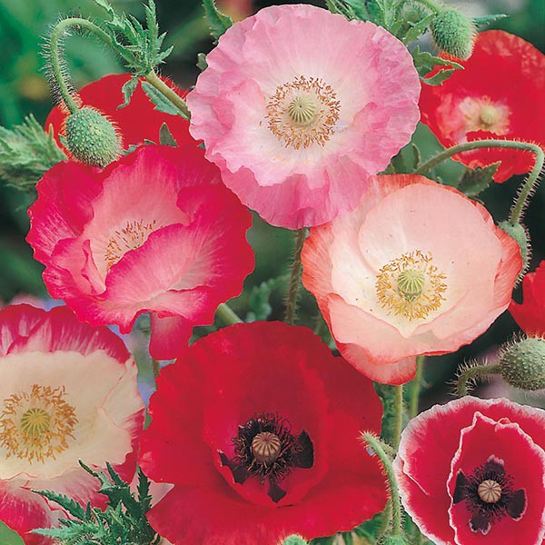 Benih Bibit Biji - Bunga Poppy Shirley Single Mix Flower Seeds - IMPORT