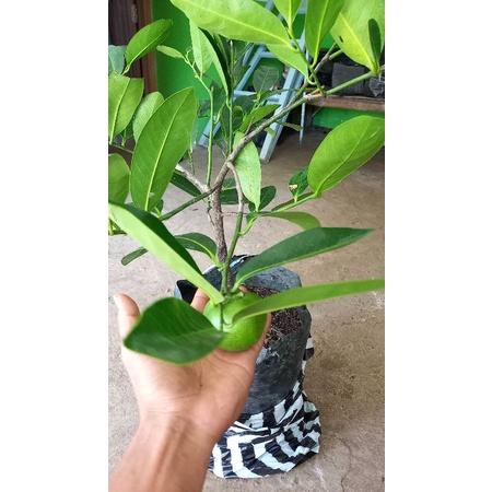 Bibit Tanaman Buah Black Sapote/blek sapote