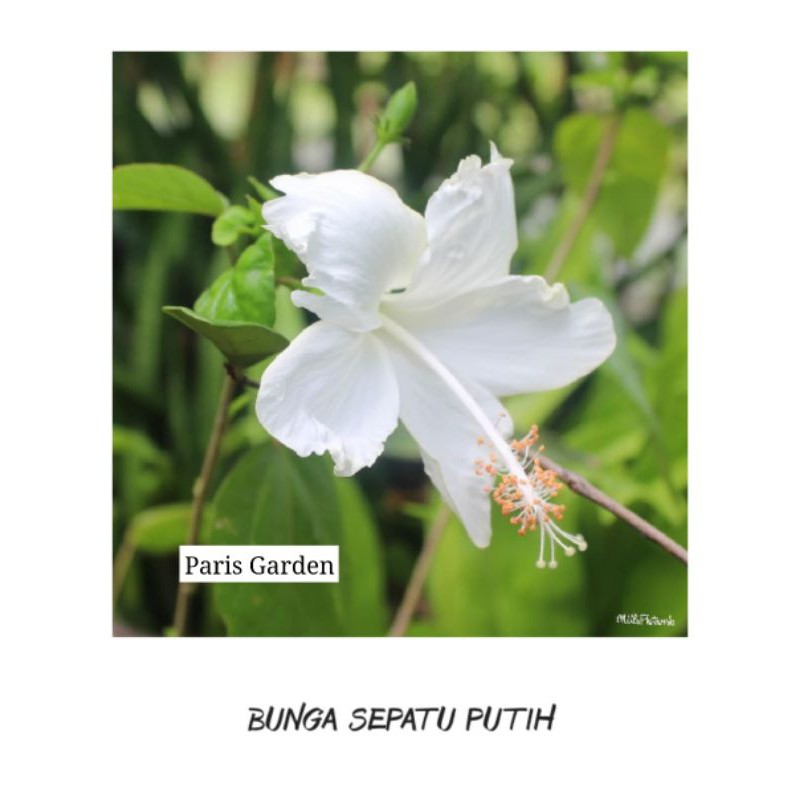 TANAMAN BUNGA SEPATU PUTIH KEMBANG SEPATU PUTIH - BIBIT KEMBANG SEPATU BUNGA PUTIH