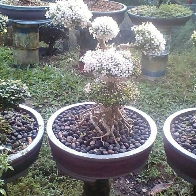 Jual bibit sakura grouping mirten sudah berbunga