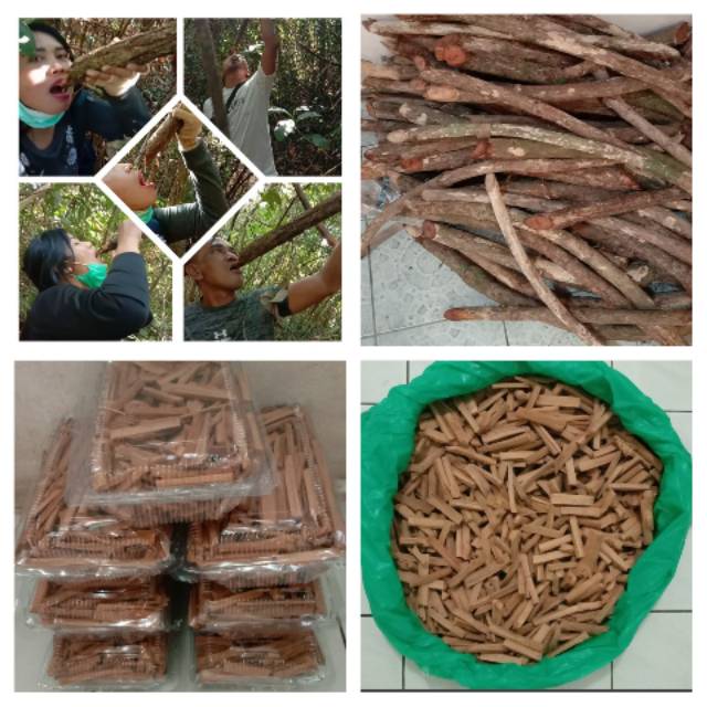 

BAJAKAH ASLI BAJAKA UNTUK KANKER (200GRAM)