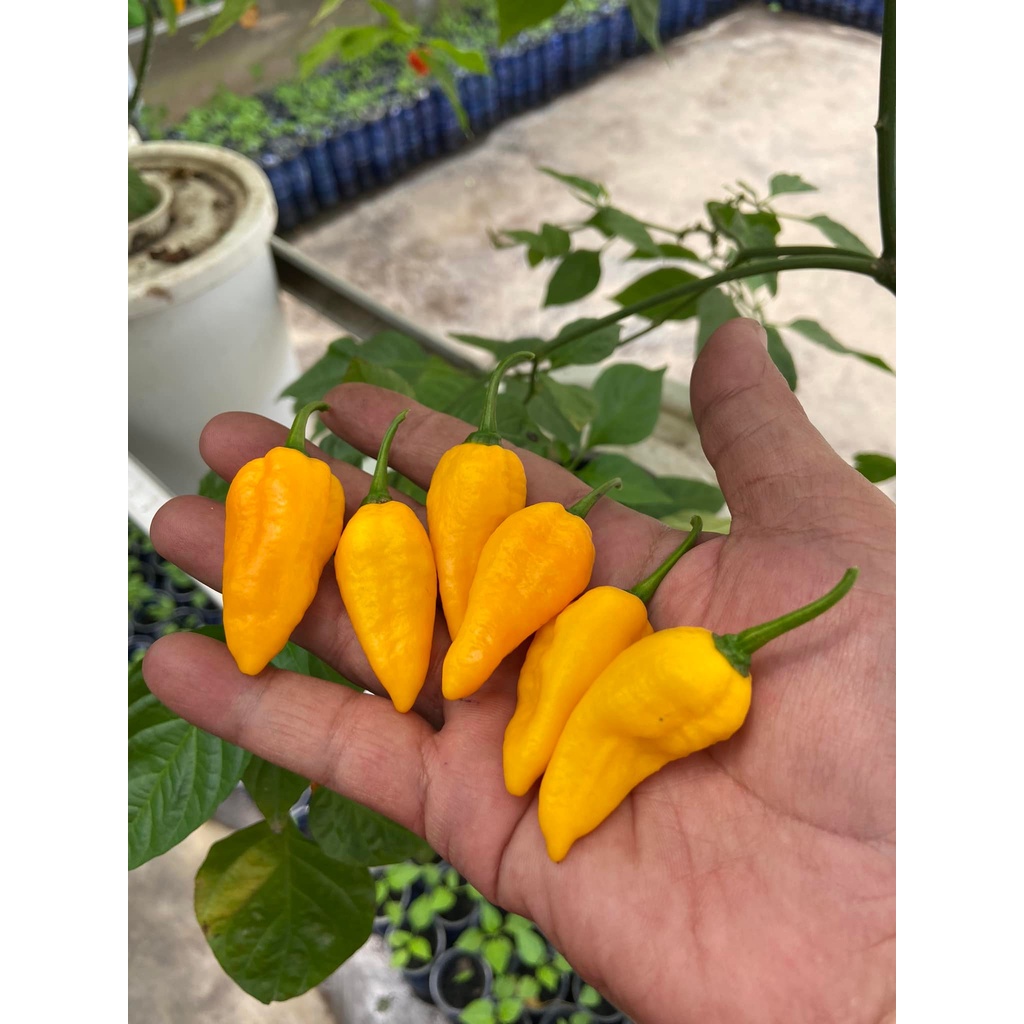 Benih Bibit Biji - Cabai Fatalii Yellow Cabe Super Pedas Pepper Seeds