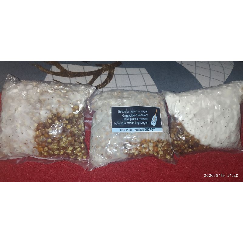 bibit jamur tiram f2