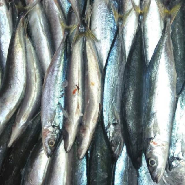 

Ikan dencis segar 250 gram/ 500 gram, ikan medan