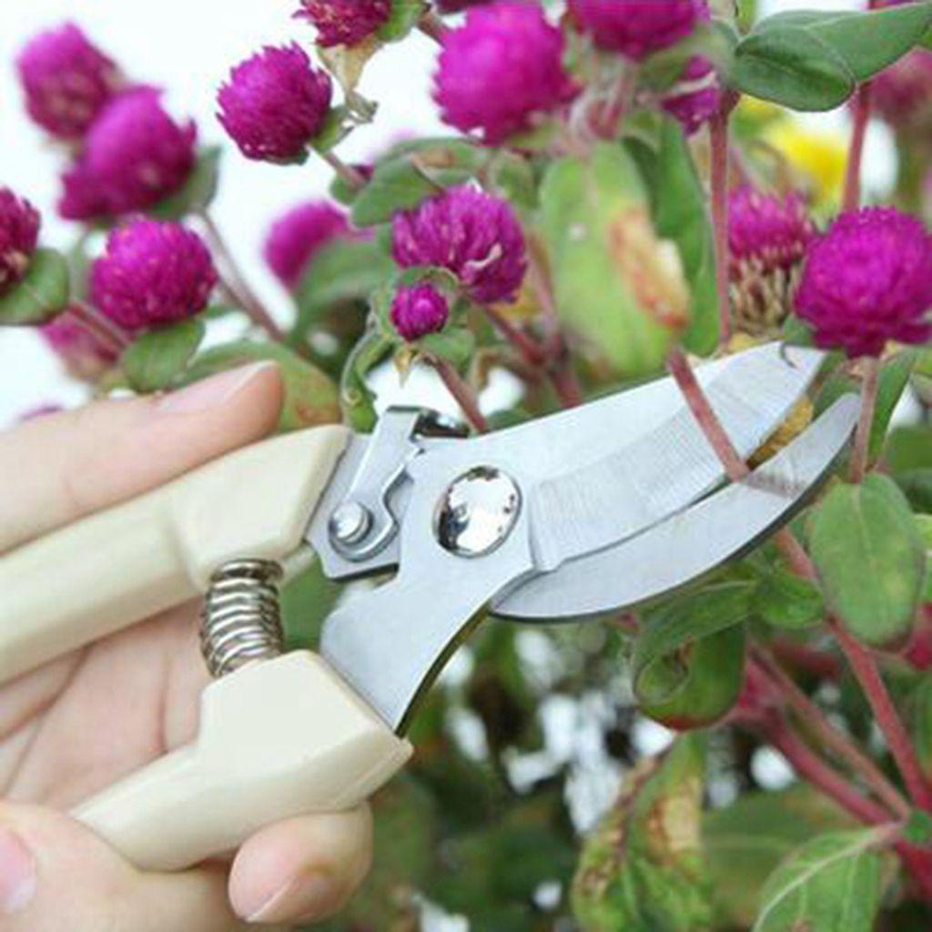 [Elegan] Pruning Shears Beige Kualitas Lurus/Bengkok Kepala PP Handle Tajam Spring Sesign Perlengkapan Taman