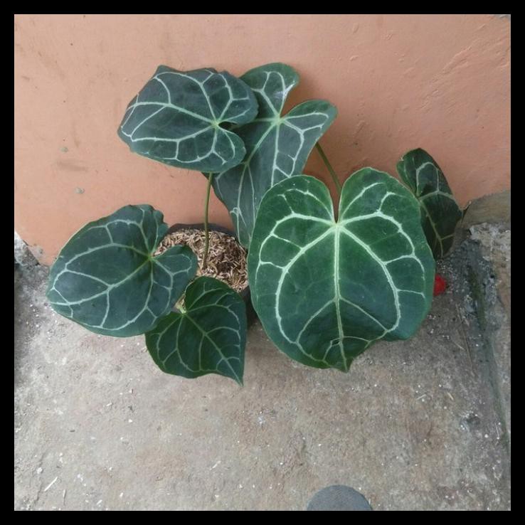 Promo Tanaman Hias Kuping Gajah Daun Besar Ukuran Lebar Daun 25-30Cm