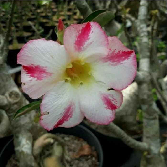 

NEW!! Bibit bunga kamboja adenium berta