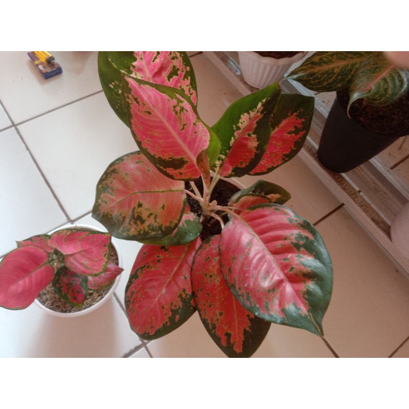 aglonema paketan kochin jumbo dan red anjamani