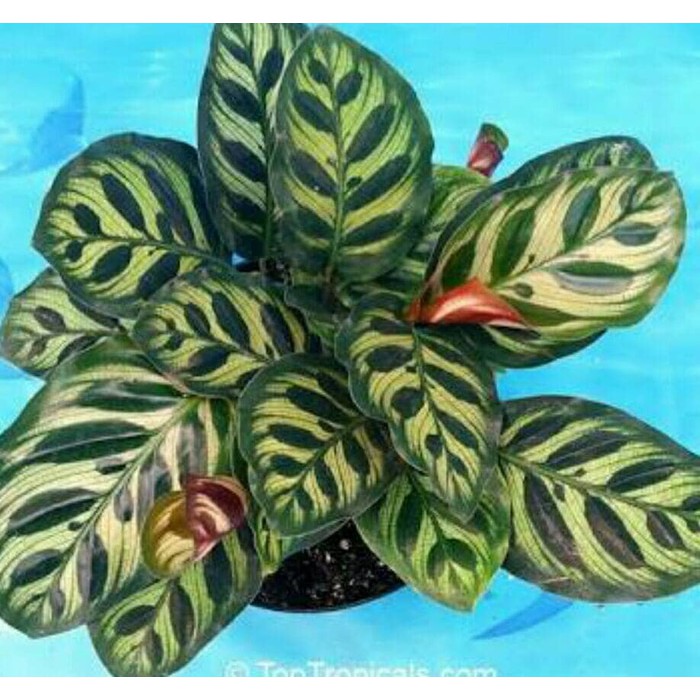 calathea maranta makoyana peacock plant Shopee Indonesia calathea maranta makoyana peacock plant Shopee Indonesia