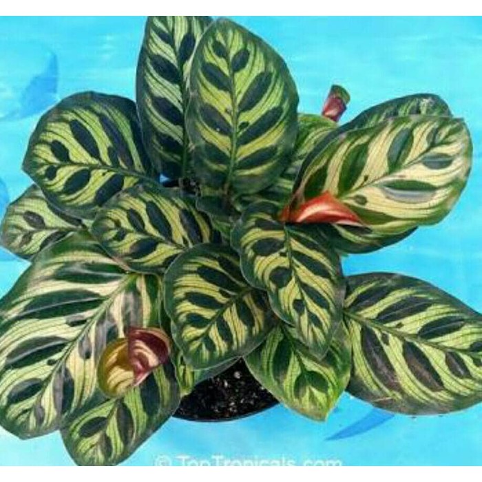  calathea  maranta  makoyana peacock plant Shopee Indonesia