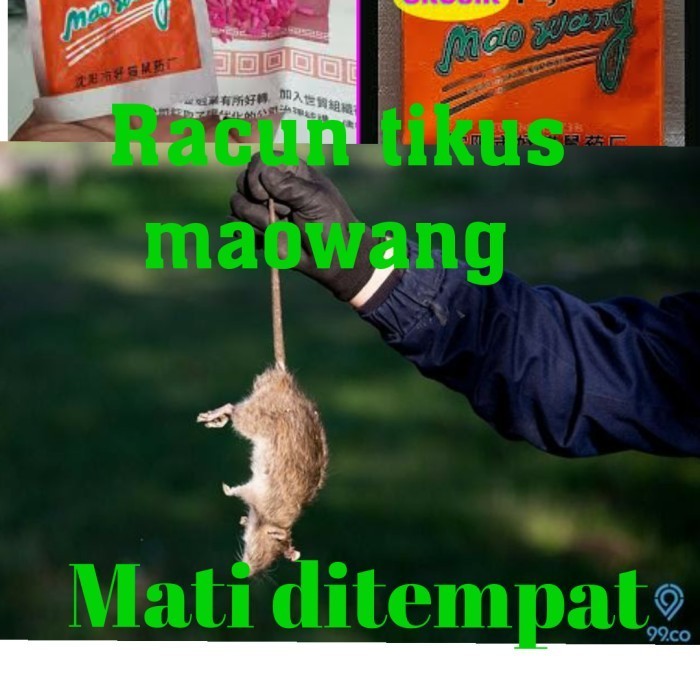 racun tikus paling jitu maowang