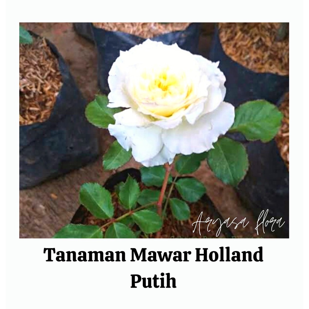 Tanaman Bunga Mawar Holland Putih Bunga Besar/Holland Putih