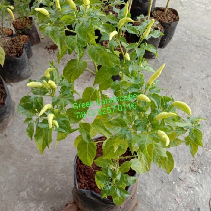 Pohon Cabai Rawit Putih Sudah Berbuah Pohon Cabai Rawit