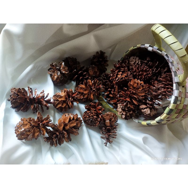 Besar Varnish glossy  Buah pohon pinus (Pine cone) | Bunga pinus | Biji pinus |cemara