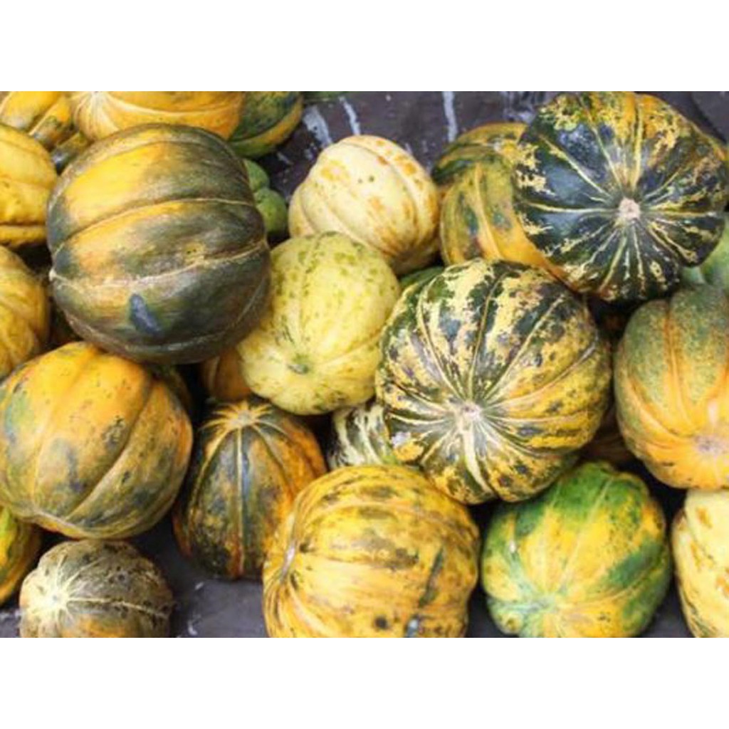 Bibit Benih Biji Buah Blewah - Bibit Tanaman Pohon Buah Blewah - Biji Buah Blewah - Buah Blewah -COD