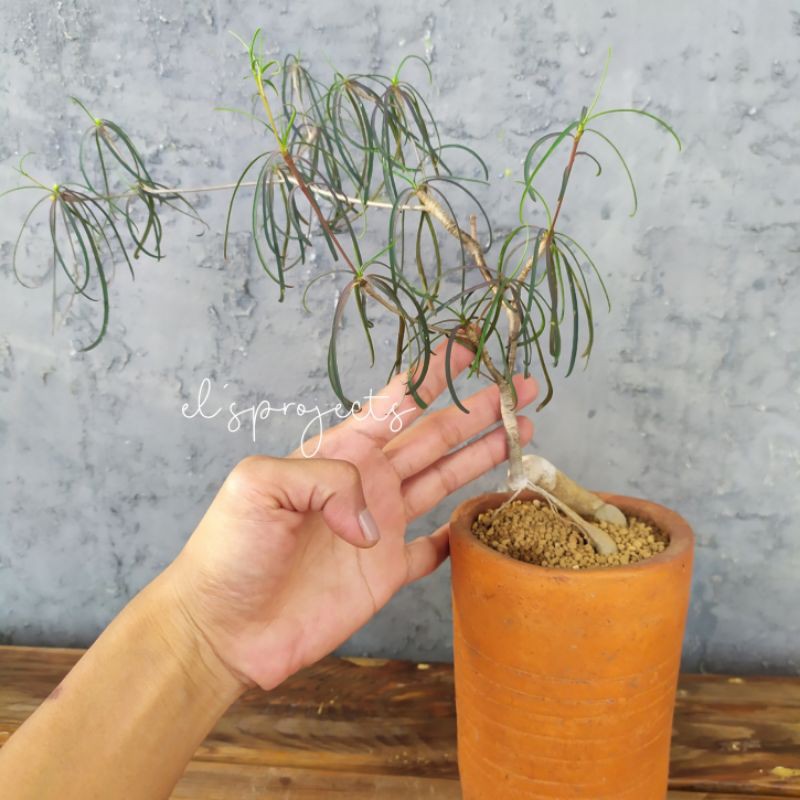 tanaman hias langka rare caudex Euphorbia hedyotoides bigsize dan pot terakota