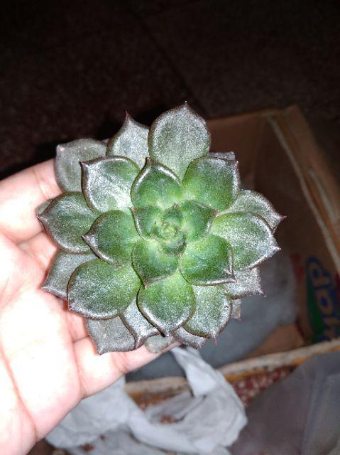 Sukulen Murah Dan Hemat Dengan Berbagai Macam Variant Sudah Termasuk Pot 10cm