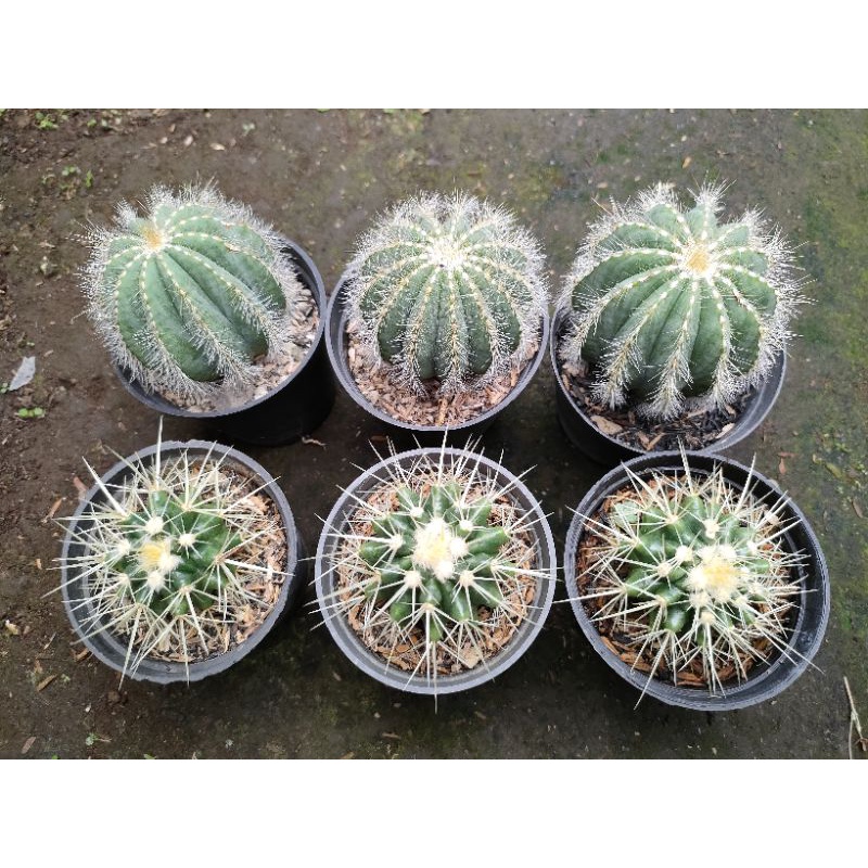 paketan kaktus golden barrel dan notocactus
