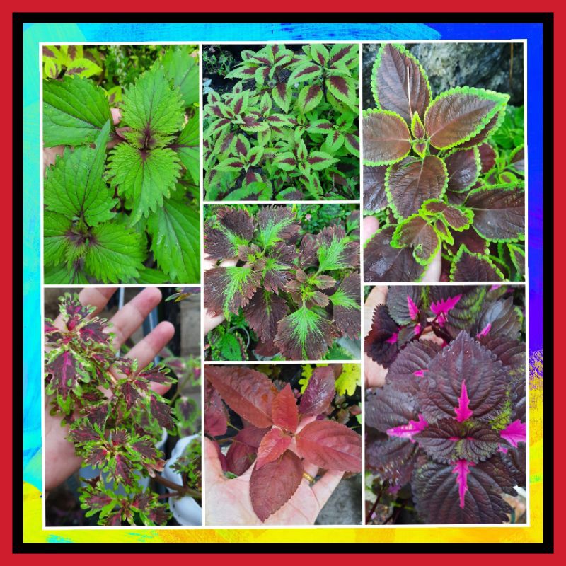 PROMO STEK PREMIUM LOKAL RANDOM 20 JENIS +Bonus TANAMAN HIAS DAUN CANTIK MIANA COLEUS BAYAM HIAS