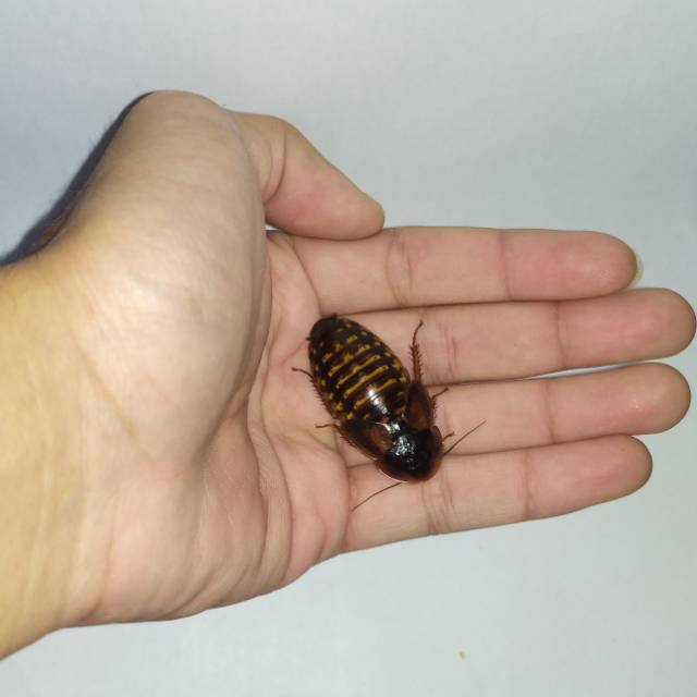 Kecoa Dubia Indukan