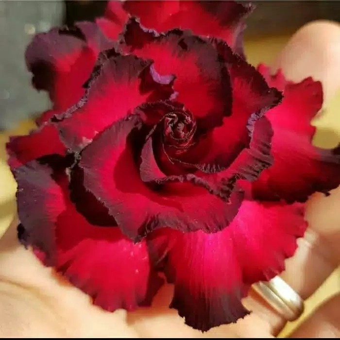 

Bibit bunga kamboja adenium triple flaminggo