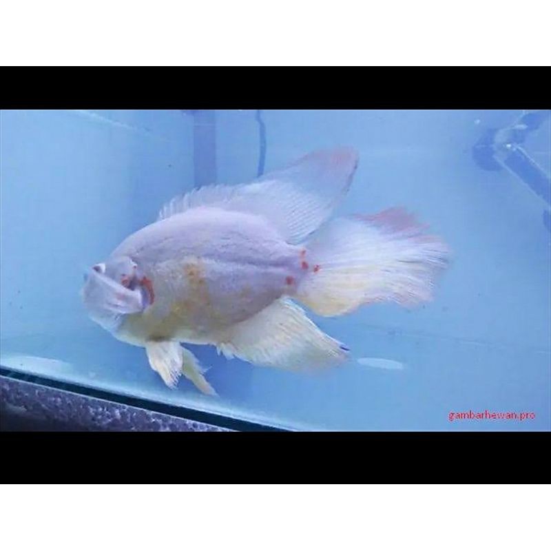 Oscar Tiger Albino Slayer Import Colombia Ocellatus