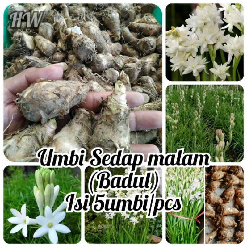 UMBI BUNGA SEDAP MALAM