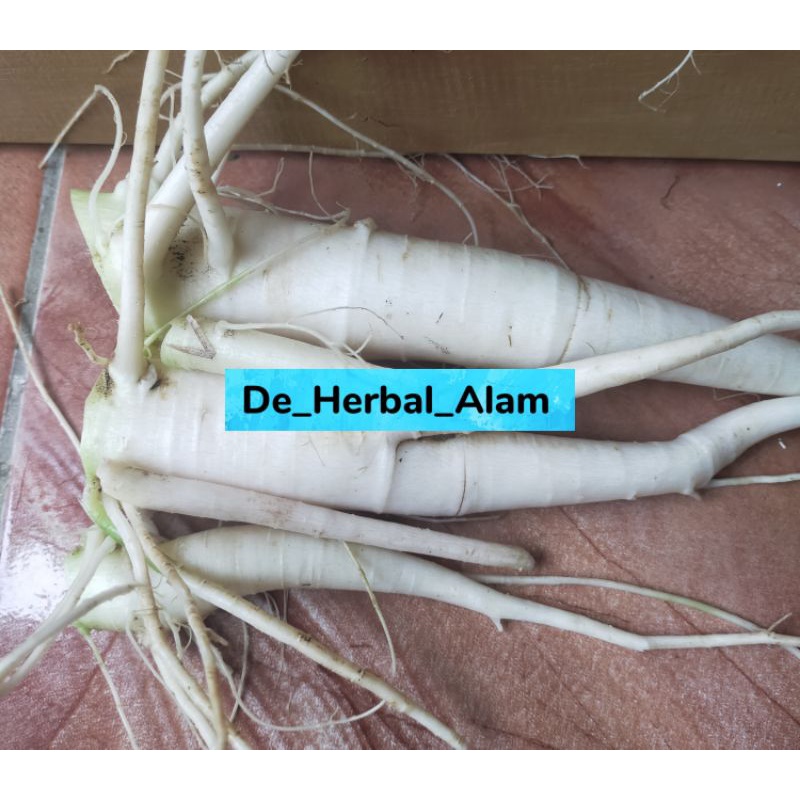 

Akar Pepaya Ungu segar 500 gram asli