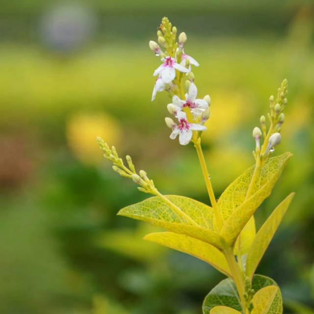 Bunga melati jepang tanaman hias bunga melati jepang bibit bunga melati jepang - anisa flora