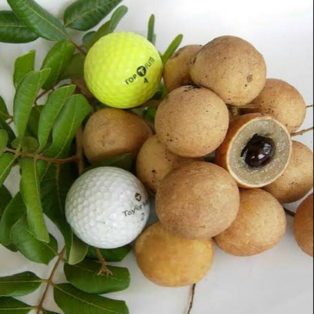 Hasil Okulasi BIBIT TANAMAN KELENGKENG PINGPONG SUPER bibit kelengkeng pingpong