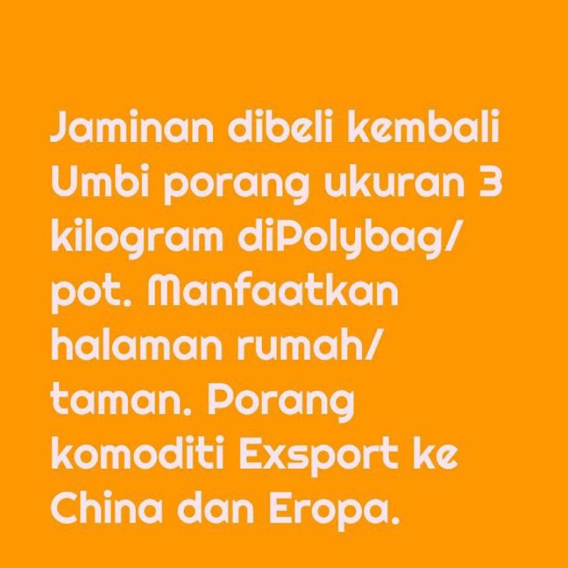 

Umbi Porang