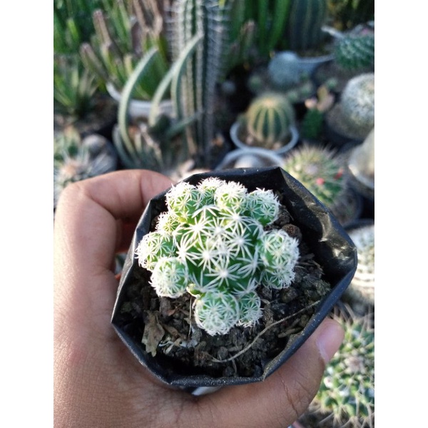 Kaktus Mammilaria Gracilis