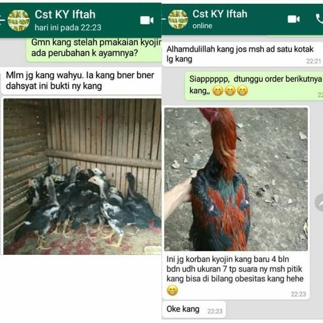 Manfaat Pakan Ayam Kyojin - Kyojin Campuran Pakan Ayam Aduan Untuk