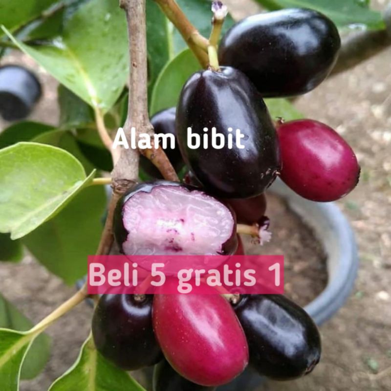 BIBIT JUWET/JAMBLANG HITAM SUPER (beli 5 gratis 1)