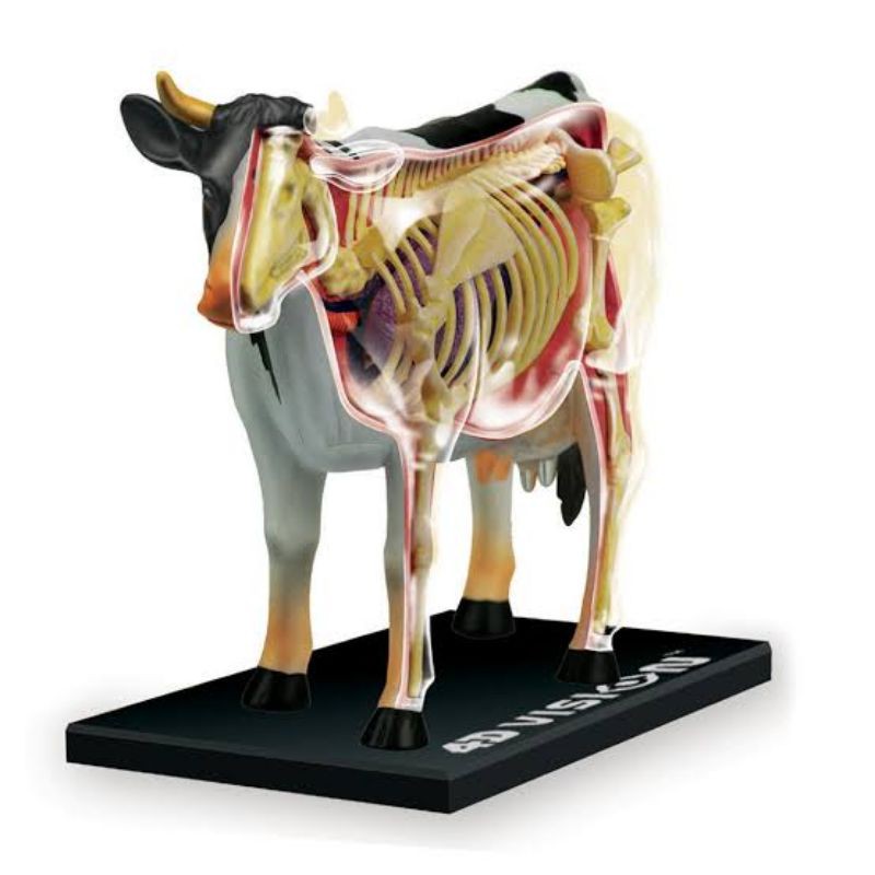 4D Vision Anatomy Model Sapi