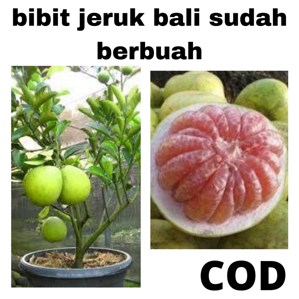 Bibit Jeruk Bali Okulasi Sudah Berbuah Bibit Buah Jeruk Bali Berbuah Tambulapot Bisa COD