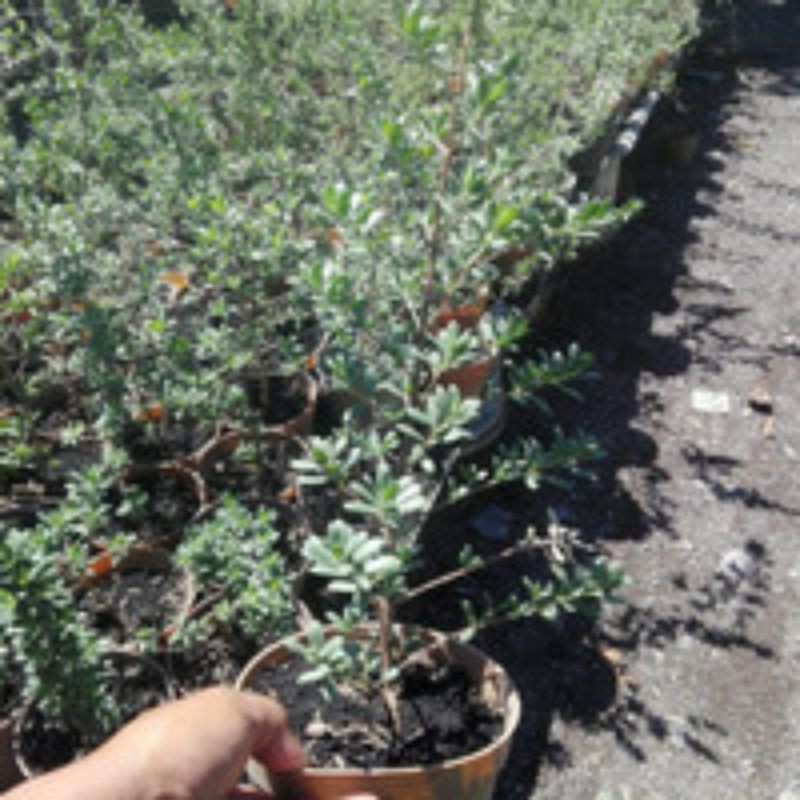 bibit santigi mawar dari benih tanamam hidup.kualitas super