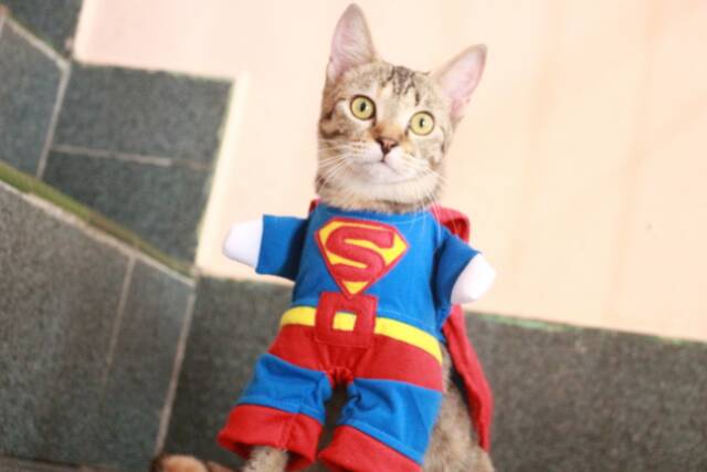 Kostum superman untuk kucing lucu banget / baju kucing size S M L XL