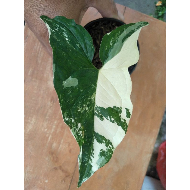 Singonium Mujito Varigata