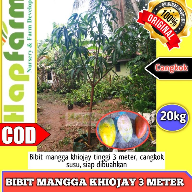 BIBIT MANGGA KHIOJAY 3 METER CANGKOK SUSU