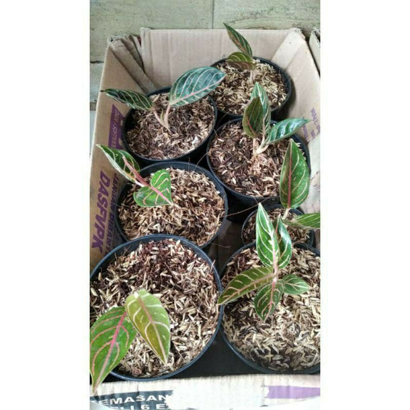 Promo Anakan Aglonema Red Sumatra 