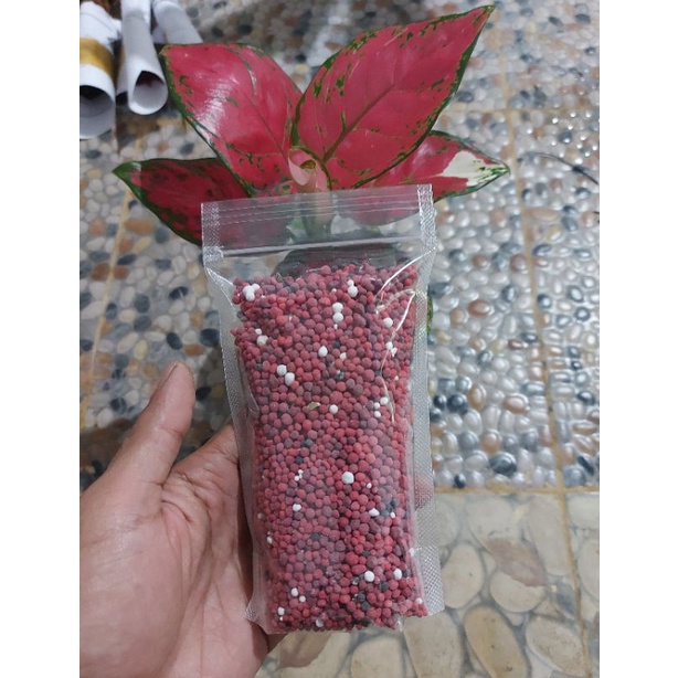pupuk bunga aglonema slow realise/pupuk osmocote/pupuk merah