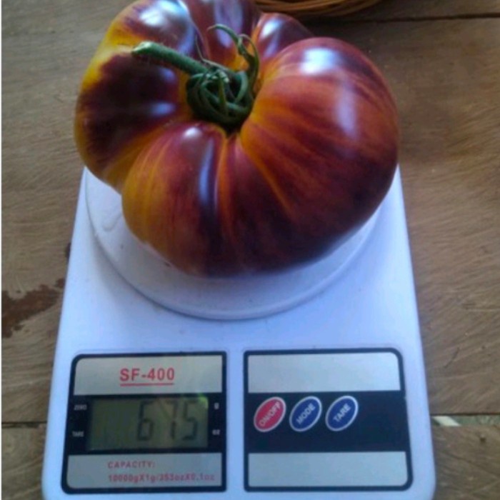 Biji / Benih / Bibit Biji Tomat Sart Roloise Tomat Jumbo isi 10 butir