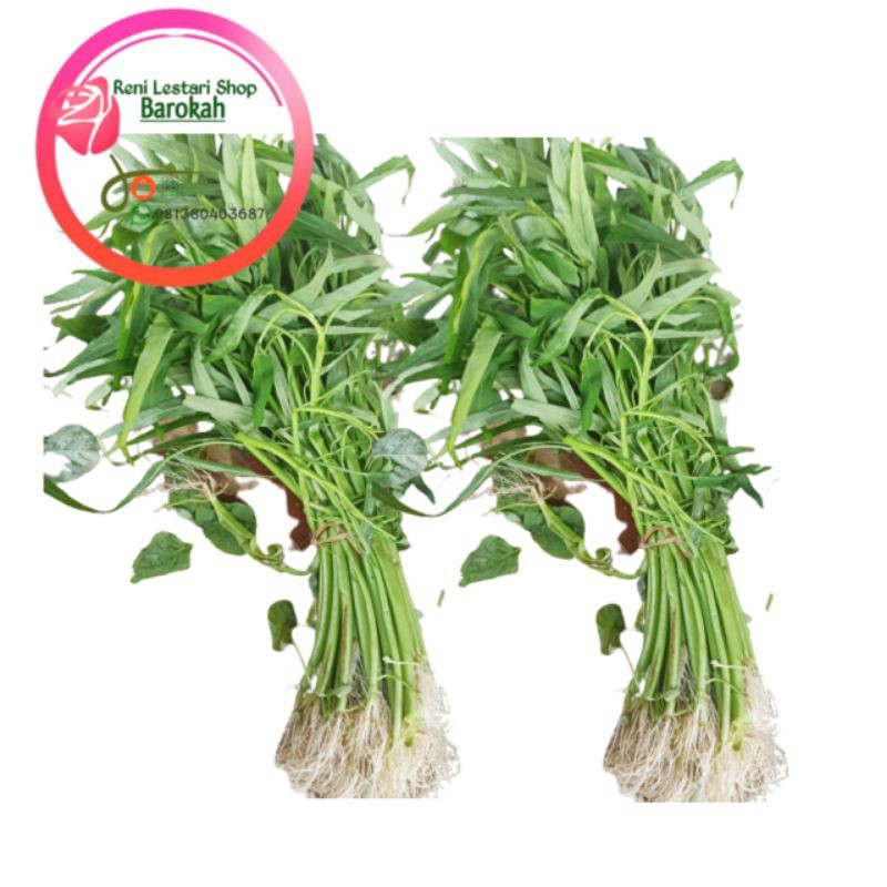 

Kangkung Ukuran Sedang, Pamulang