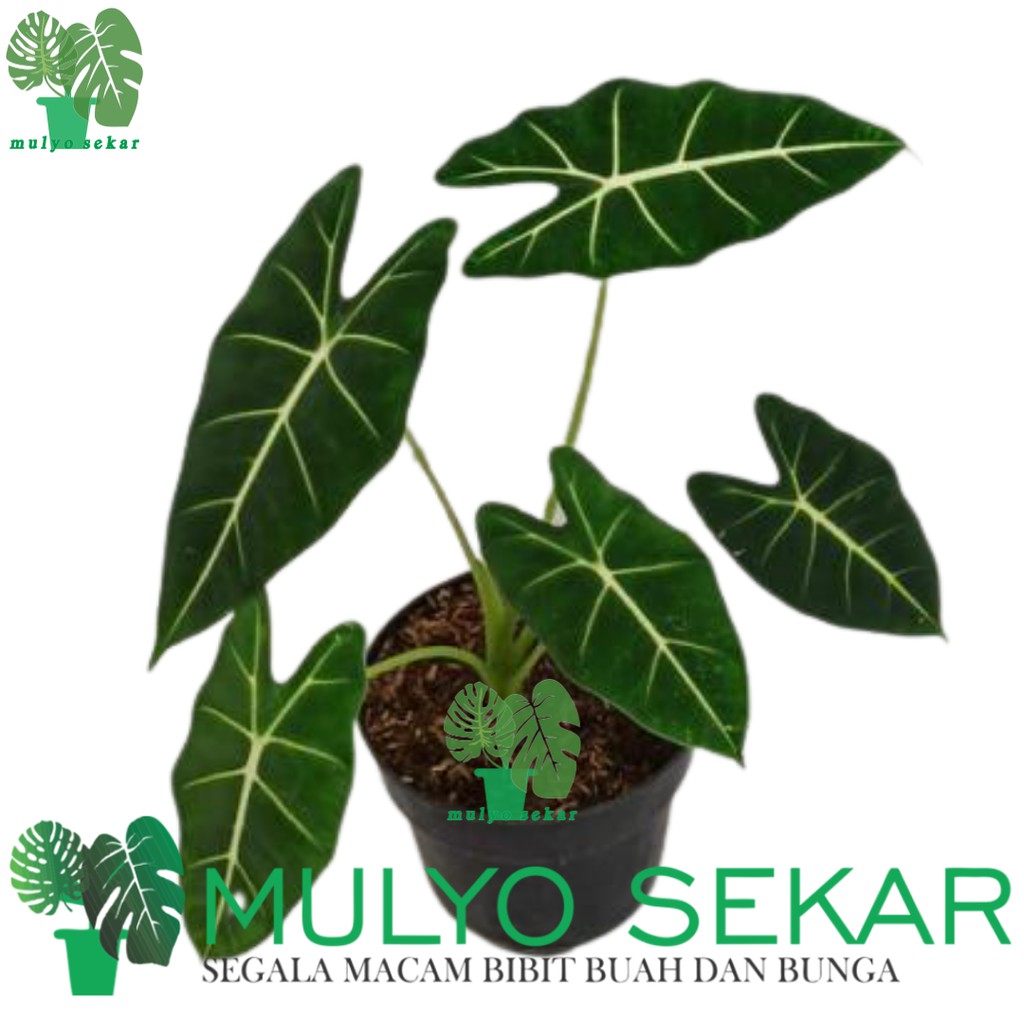 Tanaman Hias Daun Alocasia Neon (Usia Remaja) - taman