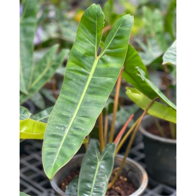 Tanaman Hias Philodendron Bilitieae Tanaman Bunga Kabel Busi Tanaman Philo Bilietiae Tanaman Hidup